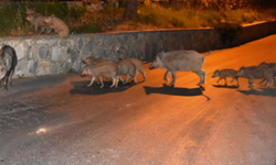 Kuşadası’nda yaban domuzları şehre alıştı
