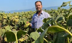 Söke'de çiftçiler yardım bekliyor