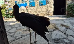 Sazlı’nın Azmaklarında görülen yaralı kuş ADÜ’ye götürüldü
