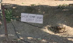 İncir bahçesinde gülümseten not: “İncir yimek selbes”