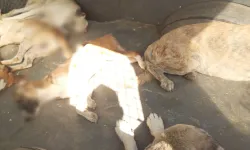 Köşk Belediyesi'nde köpek zehirleme iddiası