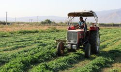 Yonca hasadında verim yüzleri güldürdü