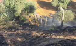 Nazilli’de çıkan yangında zeytinlik zarar gördü