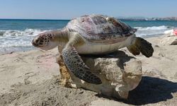 Kuşadası Körfezi'nde 4 deniz kaplumbağası ölü bulundu
