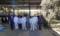 Aydın’da sonbahar şap aşısı kampanyası