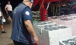 Didim'de hamsi denetimleri sürüyor