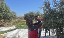 Bozdoğan'da üretici bahçesinde zeytin hasadı gerçekleştirdi