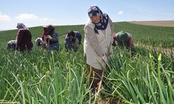 Efeler Ziraat Odası’ndan çağrı