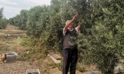 Zeytindeki düşük fiyat hayal kırıklığı yarattı