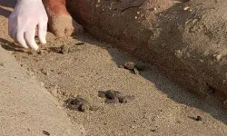 Sel vuran kumsal carettalara yuva oldu
