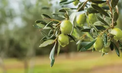 Üreticilerden zeytin fiyatına tepki