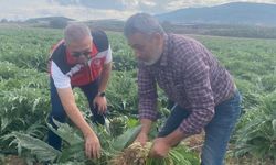 Enginar hasadına geri sayım başladı