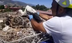 Leylek yuvalarında plastik tehdidi