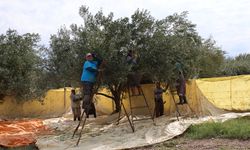 Aydın'da zeytin hasadı başladı