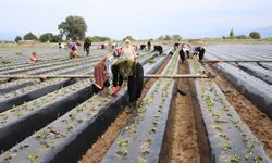 Çilek üreticisi yeni sezon dikimlerine başladı