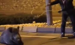 Aydın'da kementle yaban domuzu yakalandı