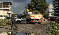 Kamyonetin üstüne ağaç devrildi
