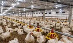 Germencik'te 8,5 milyonluk hayvancılık hamlesi