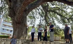 Aydın'da 117 anıt ağaca özel koruma