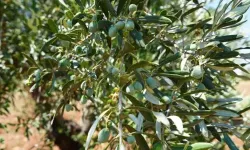 Bozdoğan'da zeytin eylemi