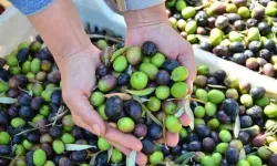 Didim'de hedef Guinness rekoru