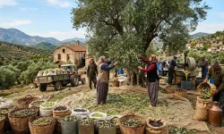 Aydın’da zeytin ve zeytinyağı zirvesi