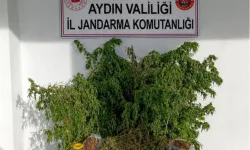 İncirliova’da evden esrar ve kenevir çıktı