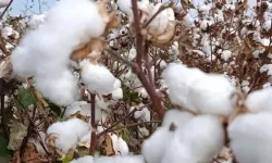 Söke Ovası'nda pamuk bereketi