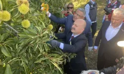 Vali Varol, Aydın Kestanesi hasadına katıldı