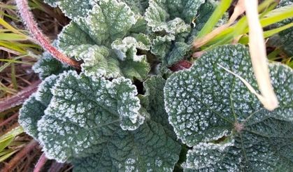 Aydın'a zirai don uyarısı