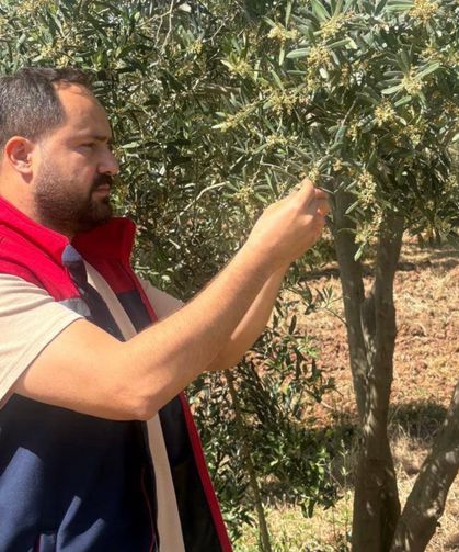 Zeytin Verim Tespit Çalışmaları Başladı