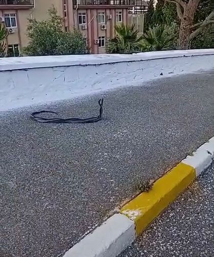 Yılanların Çiftleşme Dansı Kameraya Yansıdı