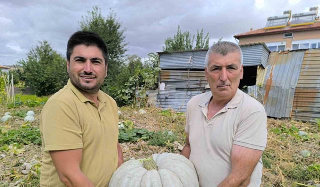 Balkabağı hasadı yüzleri güldürdü