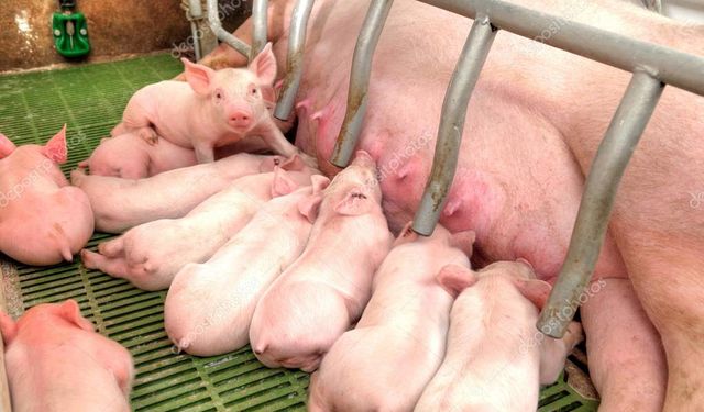 Ukrayna’da Market Rafında Yavru Domuz Şoku
