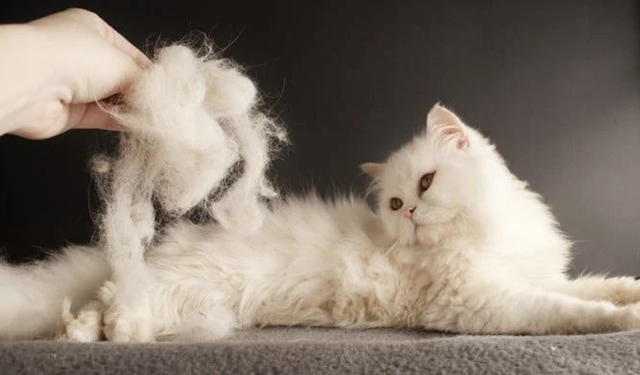 Kedi tüyü sizi korkutmasın!