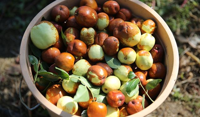 Ölümsüzlük meyvesini üretiyorlar