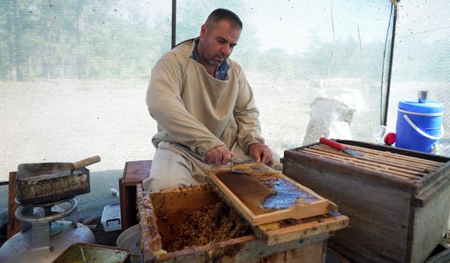 Çam balında rekolte sevinci