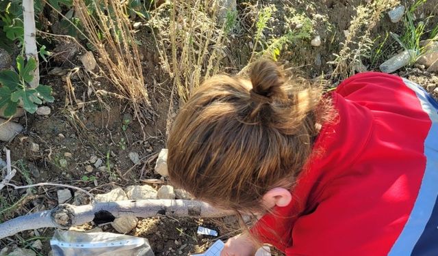 Buharkent’te meyve sineğiyle mücadele