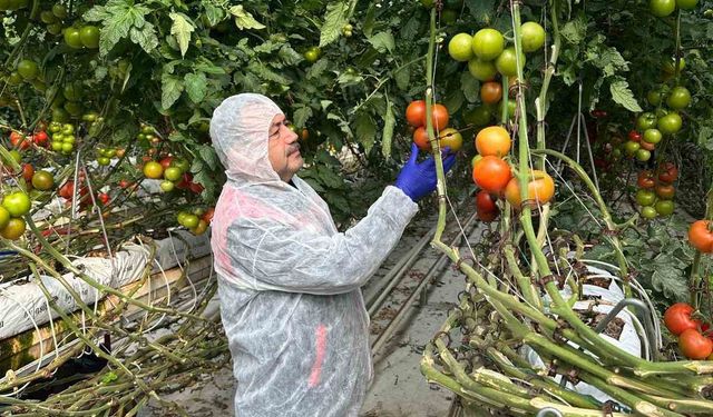 Domateslerde virüs incelemesi yapıldı