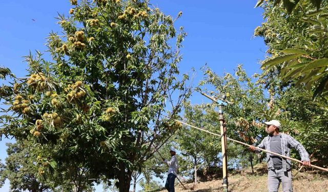 Nazilli’de kestane işçi yevmiyeleri belli oldu