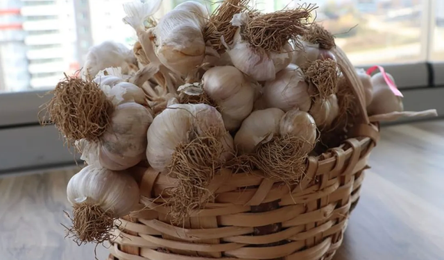 Sarımsağın bu kısmının sağlığa faydaları