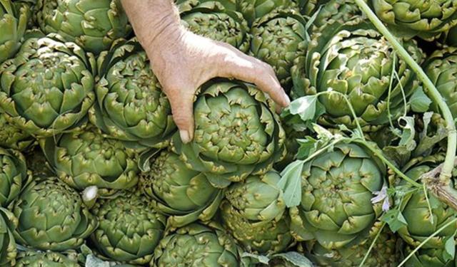 Kalp sağlığından, karaciğere, enginarın 7 faydası