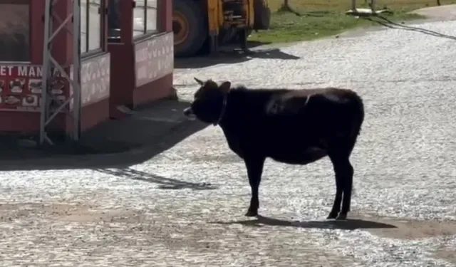 Yaylada arkadaş iki ineğin yürek burkan ayrılığı