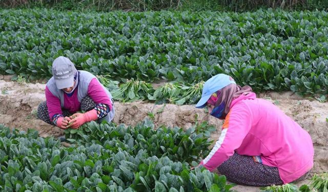 Kış sebzesi ıspanakta hasat bolluğu