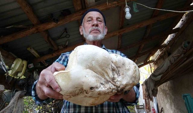 3 kilo dev mantar bulundu