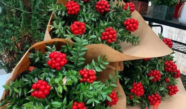 Kokina: Yeni Yıla Umudu Taşıyan Kırmızı Yeşil Bir Masal