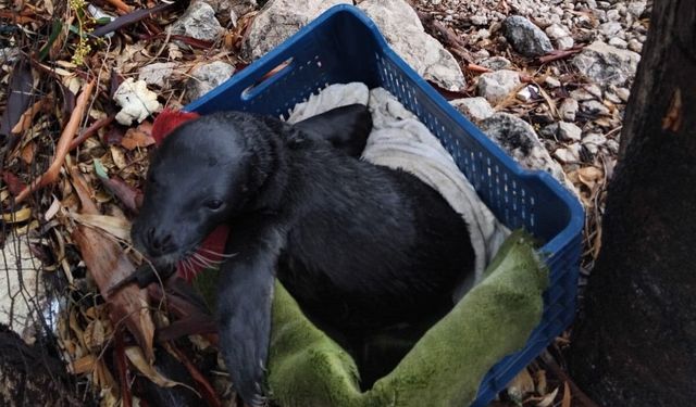 Yavru foka balıkçı şefkati