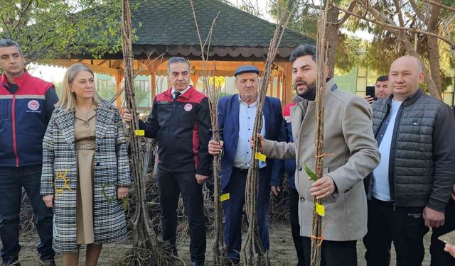 Aydın dağları sağlıklı kestane ağaçlarıyla donatılıyor