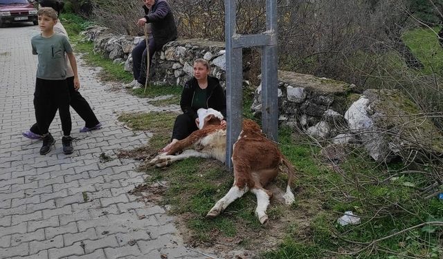 Aydınlatma direğine sıkışan buzağıyı itfaiye ekipleri kurtardı