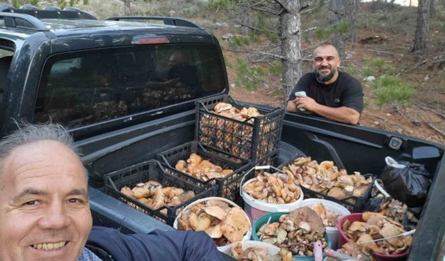 Çameli'de cintar bereketi